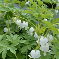 Dicentra spectabilis Alba