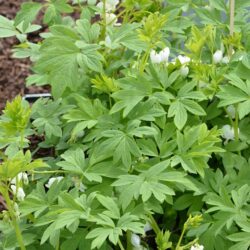 Dicentra spectabilis Alba