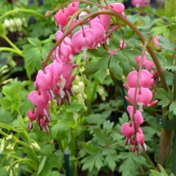 Dicentra spectabilis