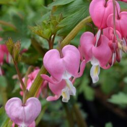 Dicentra spectabilis