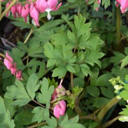 Dicentra spectabilis