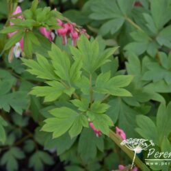 Dicentra spectabilis