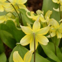 Erythronium Pagoda