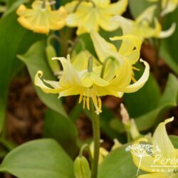 Erythronium Pagoda