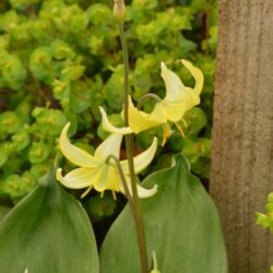 Erythronium Pagoda