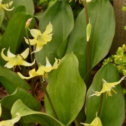 Erythronium Pagoda