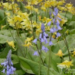 Erythronium Pagoda