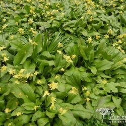 Erythronium Pagoda