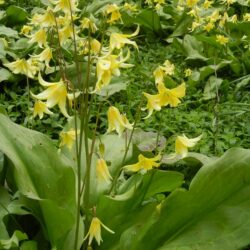 Erythronium Pagoda