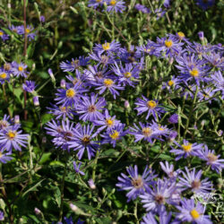 Aster macrophyllus 'Twilight'