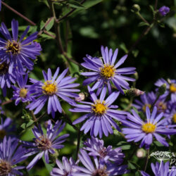 Aster macrophyllus 'Twilight'