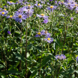 Aster macrophyllus 'Twilight'