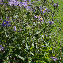 Aster macrophyllus 'Twilight'