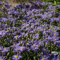 Aster macrophyllus 'Twilight'