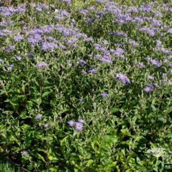 Aster macrophyllus 'Twilight'