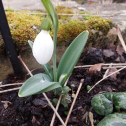 Galanthus plicatus E. A. Bowles