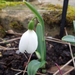 Galanthus plicatus E. A. Bowles