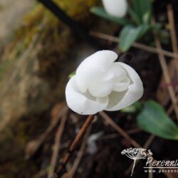 Galanthus plicatus E. A. Bowles