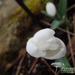 Galanthus plicatus E. A. Bowles