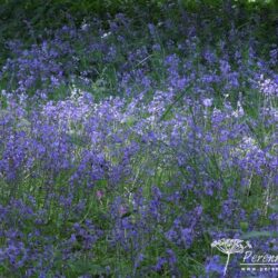 Hyacinthoides non-scripta