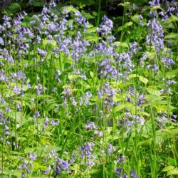 Hyacinthoides non-scripta