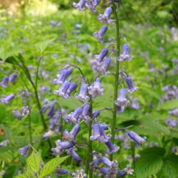 Hyacinthoides non-scripta