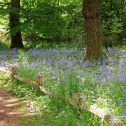 Hyacinthoides non-scripta