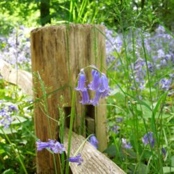 Hyacinthoides non-scripta