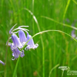 Hyacinthoides non-scripta