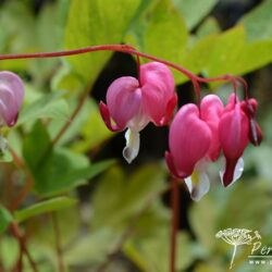 Lamprocapnos spectabilis