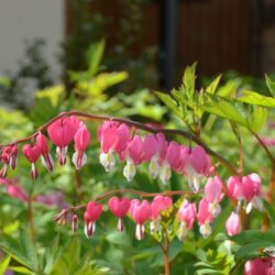 Lamprocapnos spectabilis