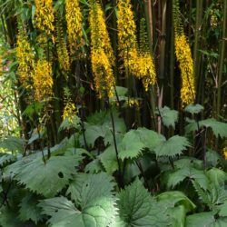 Ligularia The Rocket