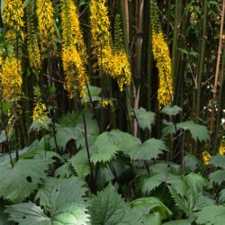 Ligularia The Rocket