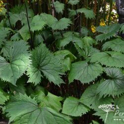 Ligularia The Rocket