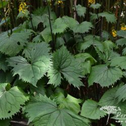 Ligularia The Rocket