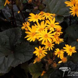 Ligularia dentata Othello