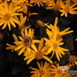 Ligularia dentata Othello