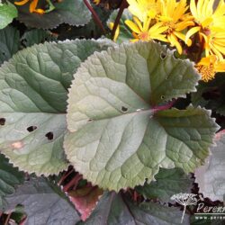 Ligularia dentata Othello