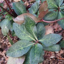 Helleborus Annas Red