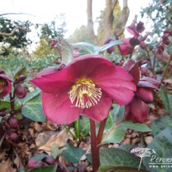 Helleborus Annas Red