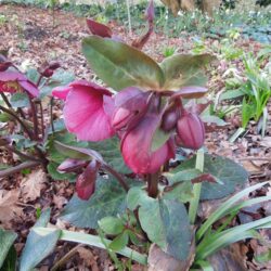 Helleborus Annas Red