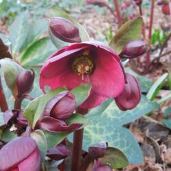 Helleborus Annas Red