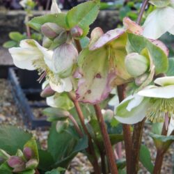 Helleborus Mollys White