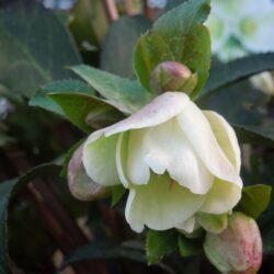 Helleborus Mollys White