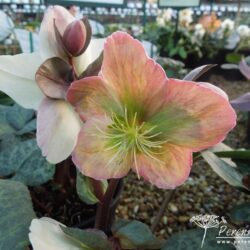 Helleborus x ericsmithii Pink Beauty