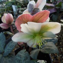 Helleborus x ericsmithii Pink Beauty