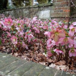 Helleborus Walbertons Rosemary