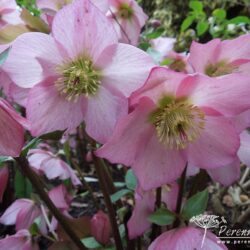 Helleborus Walbertons Rosemary