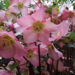 Helleborus Walbertons Rosemary