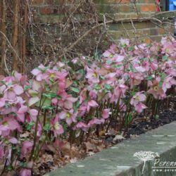 Helleborus Walbertons Rosemary